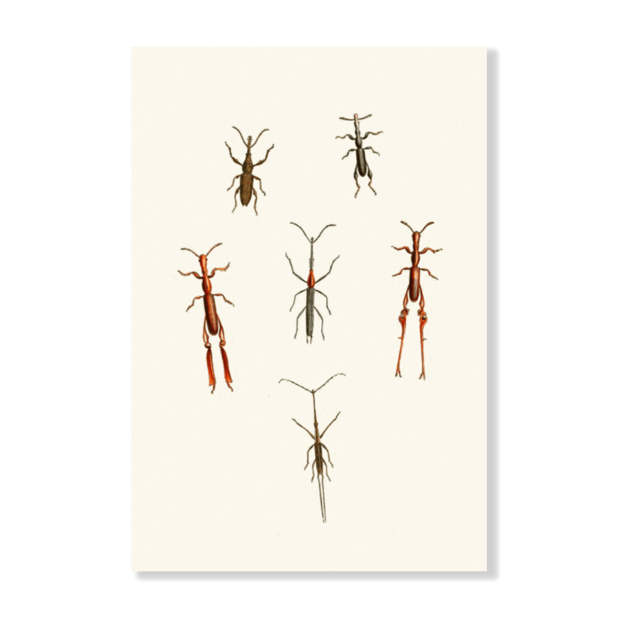 The Cabinet of Oriental Entomology Pl XVI (1848) - Jasper & Jute