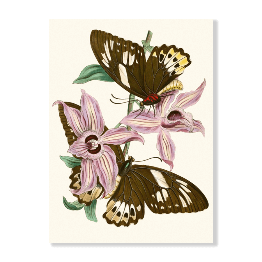 The Cabinet of Oriental Entomology Pl XV (1848) - Jasper & Jute