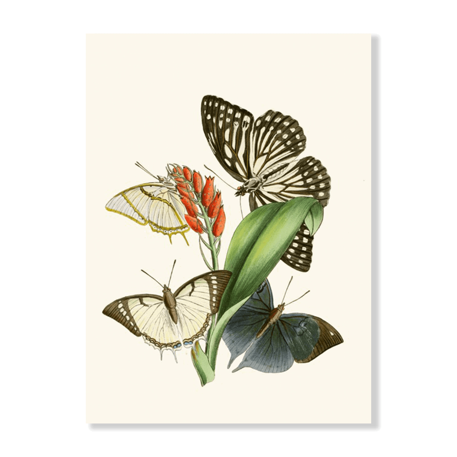 The Cabinet of Oriental Entomology Pl XXVIII (1848) - Jasper & Jute