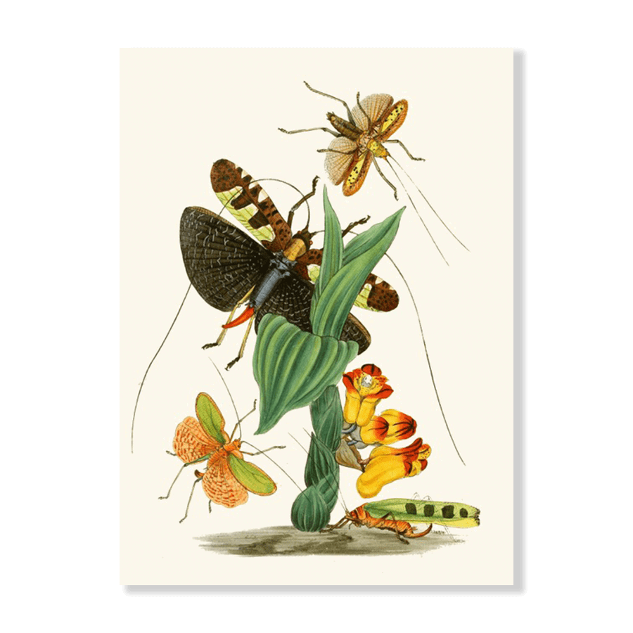 The Cabinet of Oriental Entomology Pl XXVI (1848) - Jasper & Jute