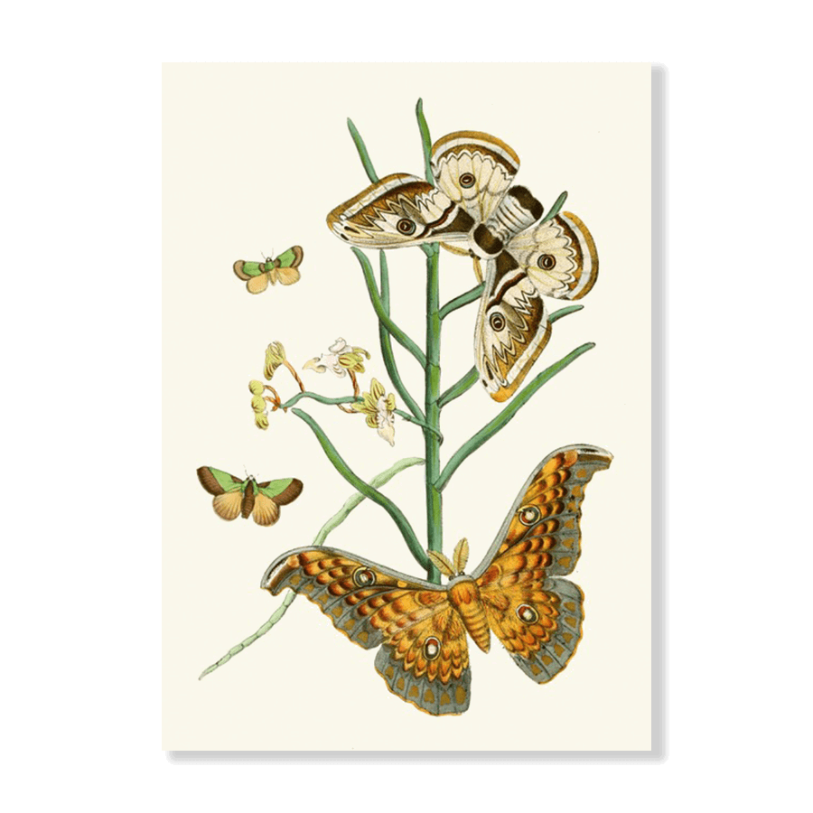 The Cabinet of Oriental Entomology Pl XXV (1848) - Jasper & Jute