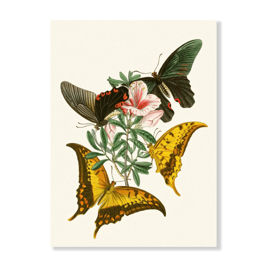 The Cabinet of Oriental Entomology Pl XXXII (1848) - Jasper & Jute