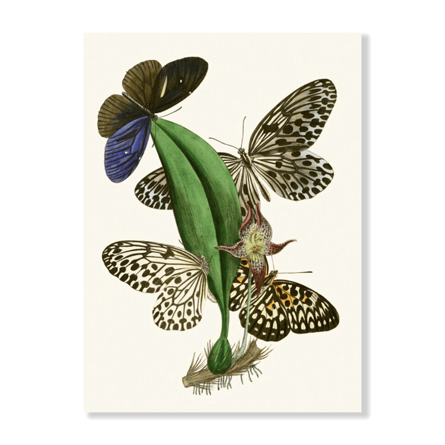 The Cabinet of Oriental Entomology Pl XXXVIII (1848) - Jasper & Jute