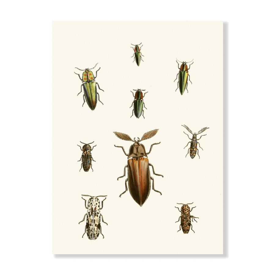 The Cabinet of Oriental Entomology Pl XXXVI (1848) - Jasper & Jute