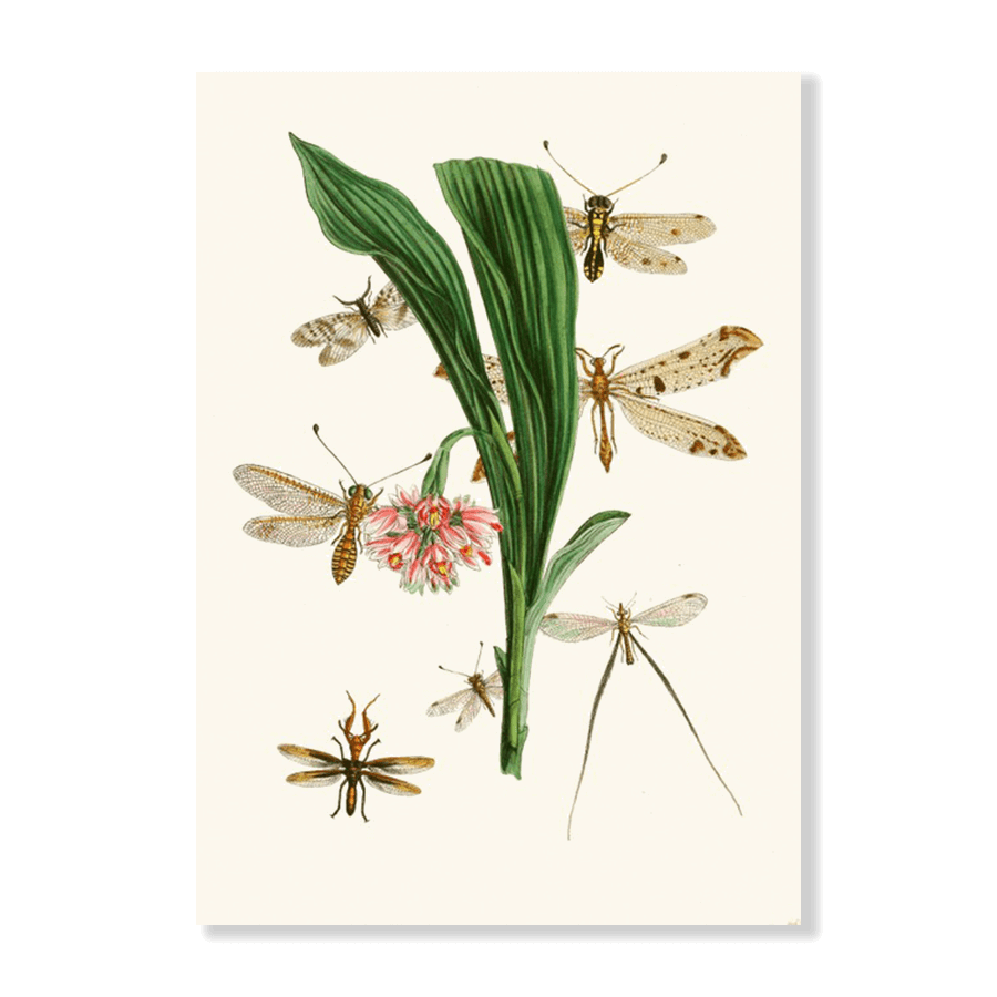 The Cabinet of Oriental Entomology Pl XXXV (1848) - Jasper & Jute