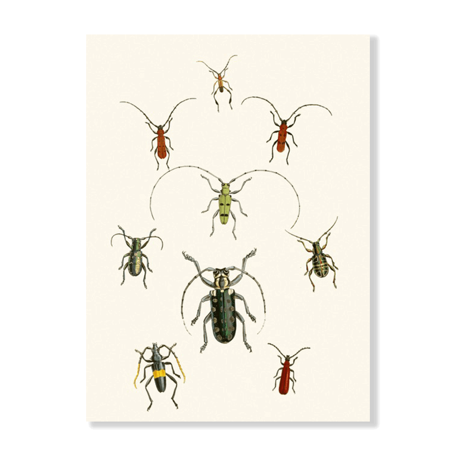 The Cabinet of Oriental Entomology Pl XXX (1848) - Jasper & Jute