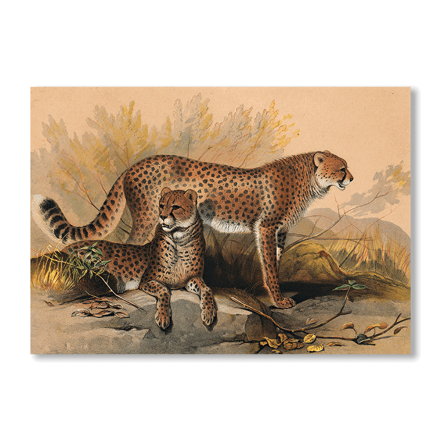 The Cheetah - Jasper & Jute