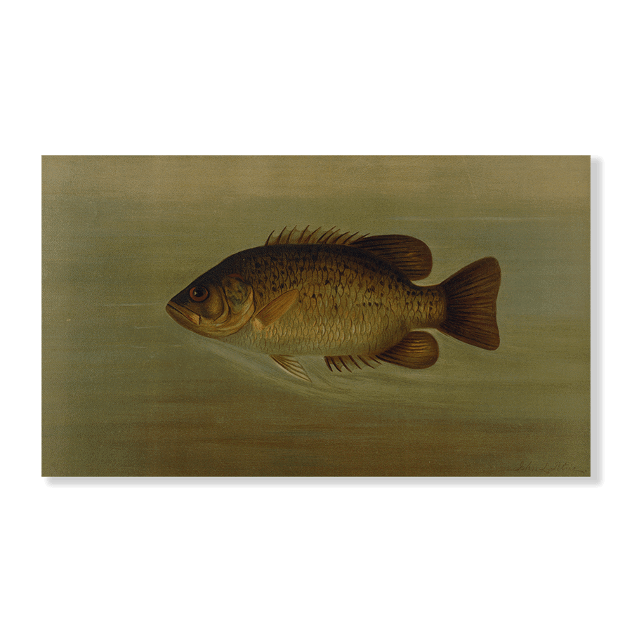 The Common Sunfish - Jasper & Jute