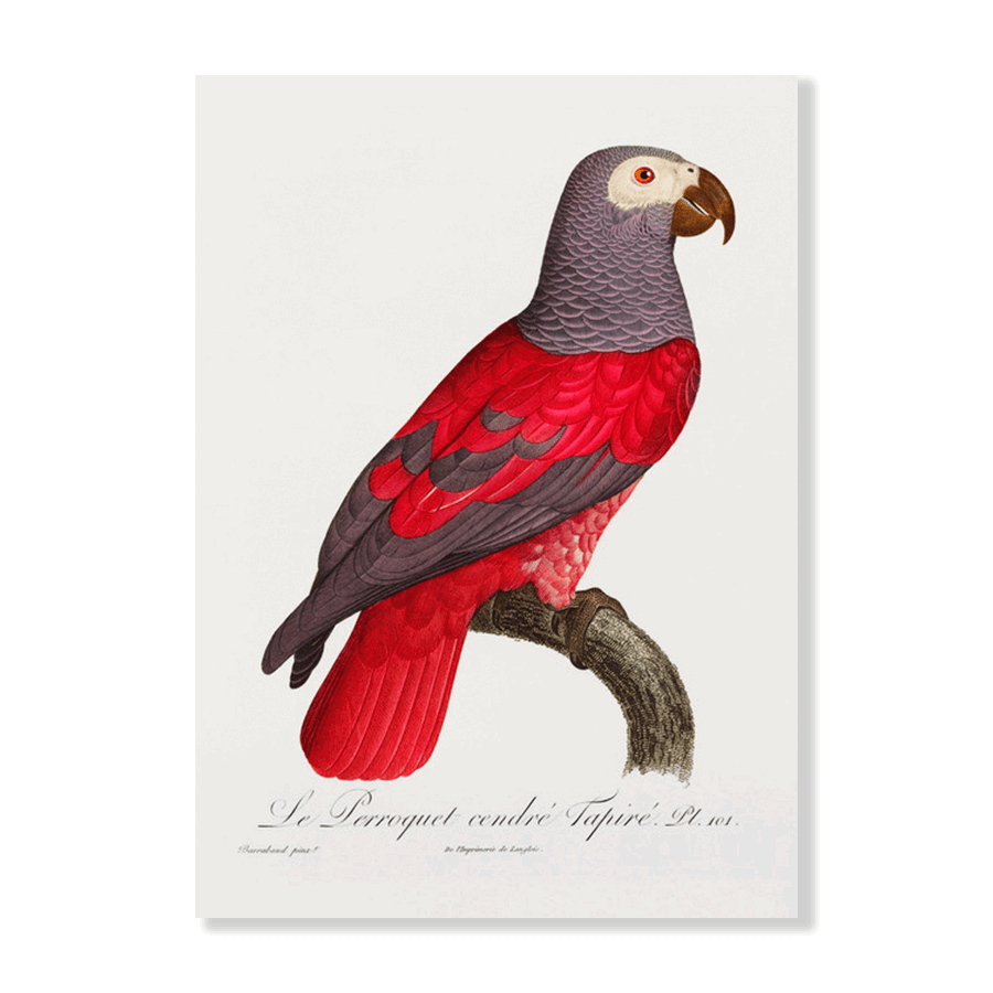 The Grey Parrot - Jasper & Jute