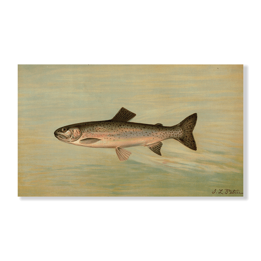 The Kern River Trout - Jasper & Jute