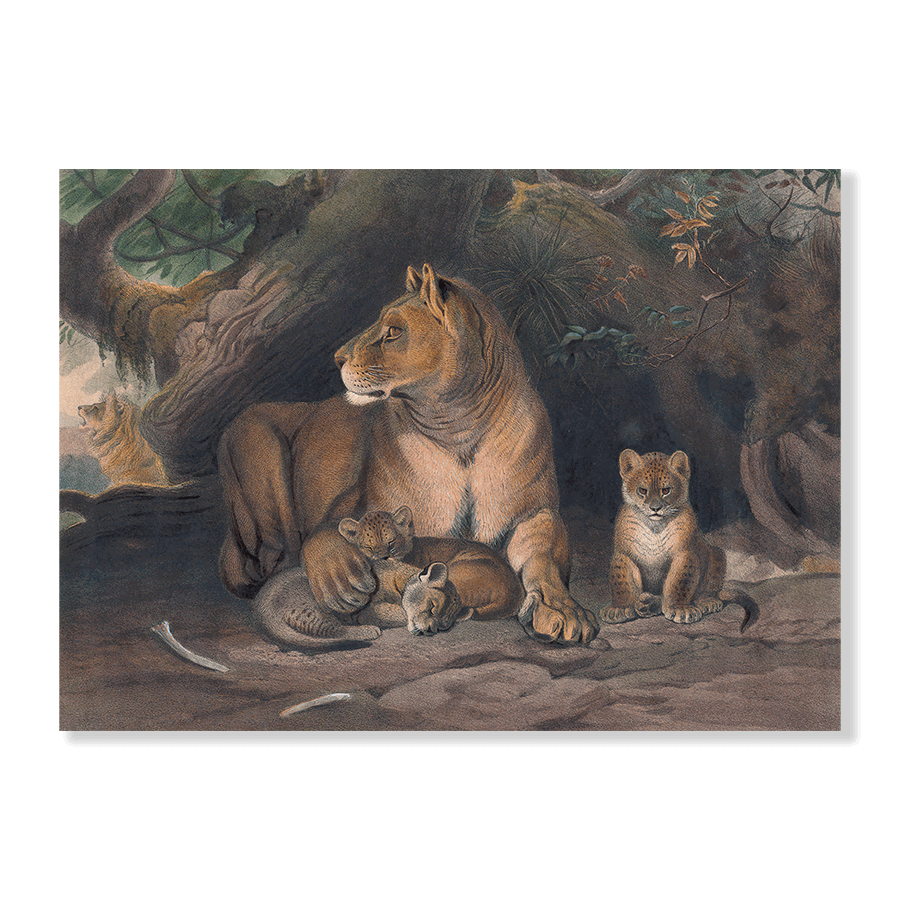 The Lion - Jasper & Jute