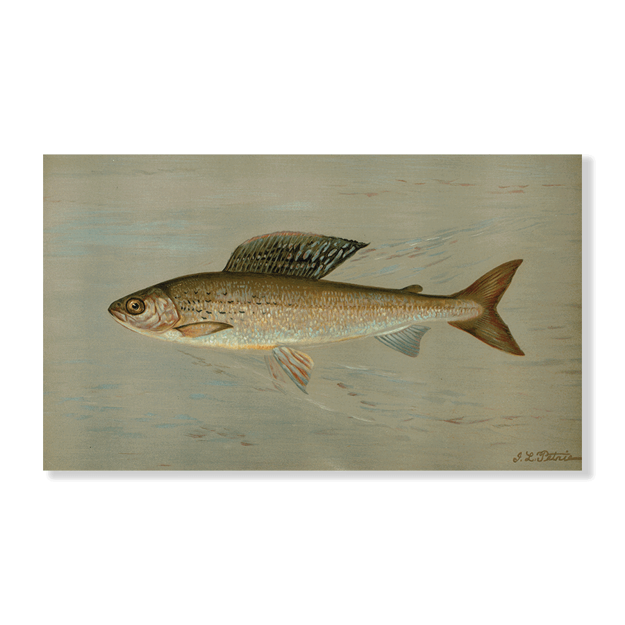 The Michigan Grayling - Jasper & Jute