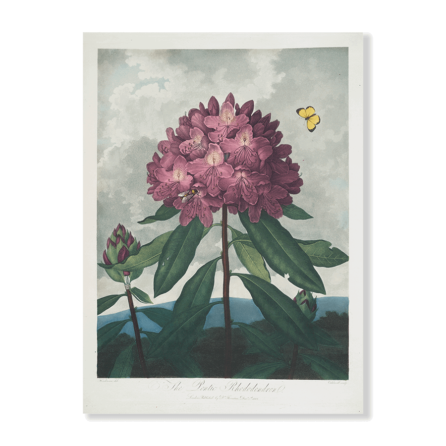 The Pontic Rhododendron - Jasper & Jute