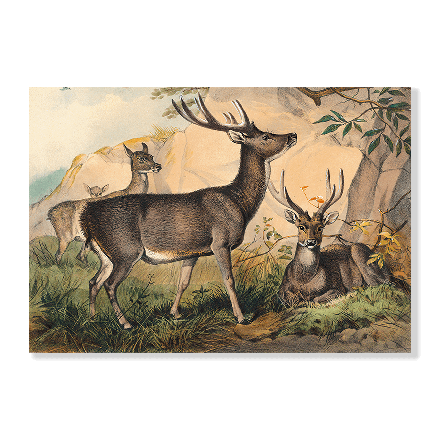 The Rusa Deer - Jasper & Jute