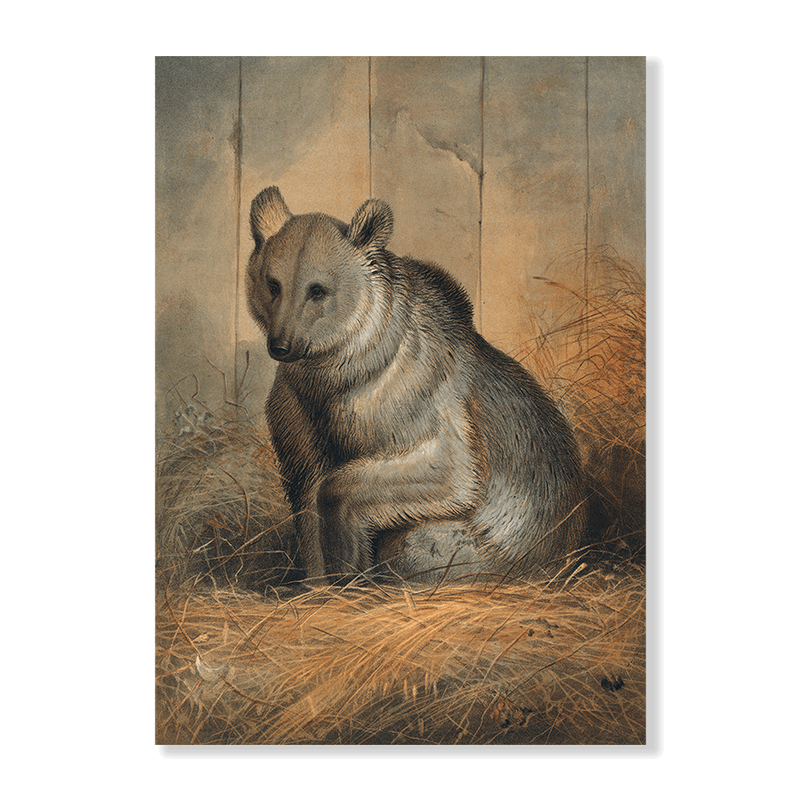 The Syrian Bear - Jasper & Jute