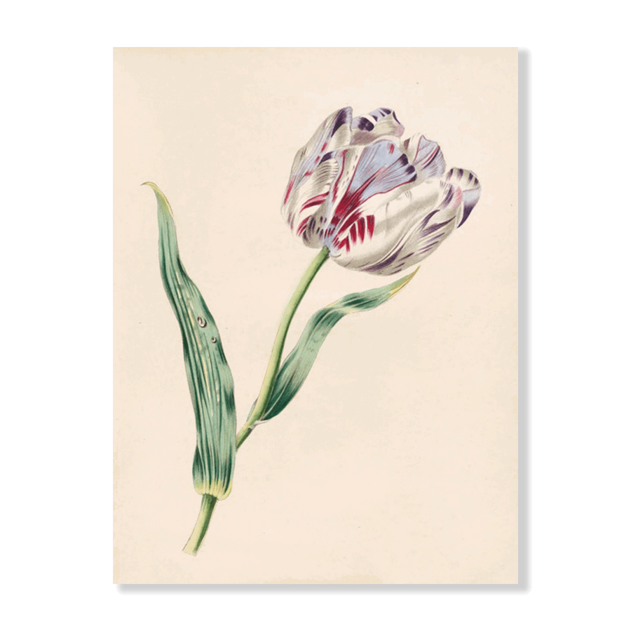 The Tulip (1847) - Jasper & Jute