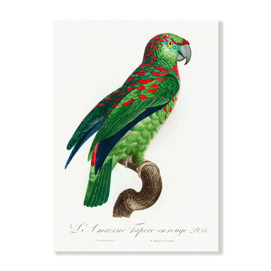 The Turquoise Fronted Amazon Parrot - Jasper & Jute