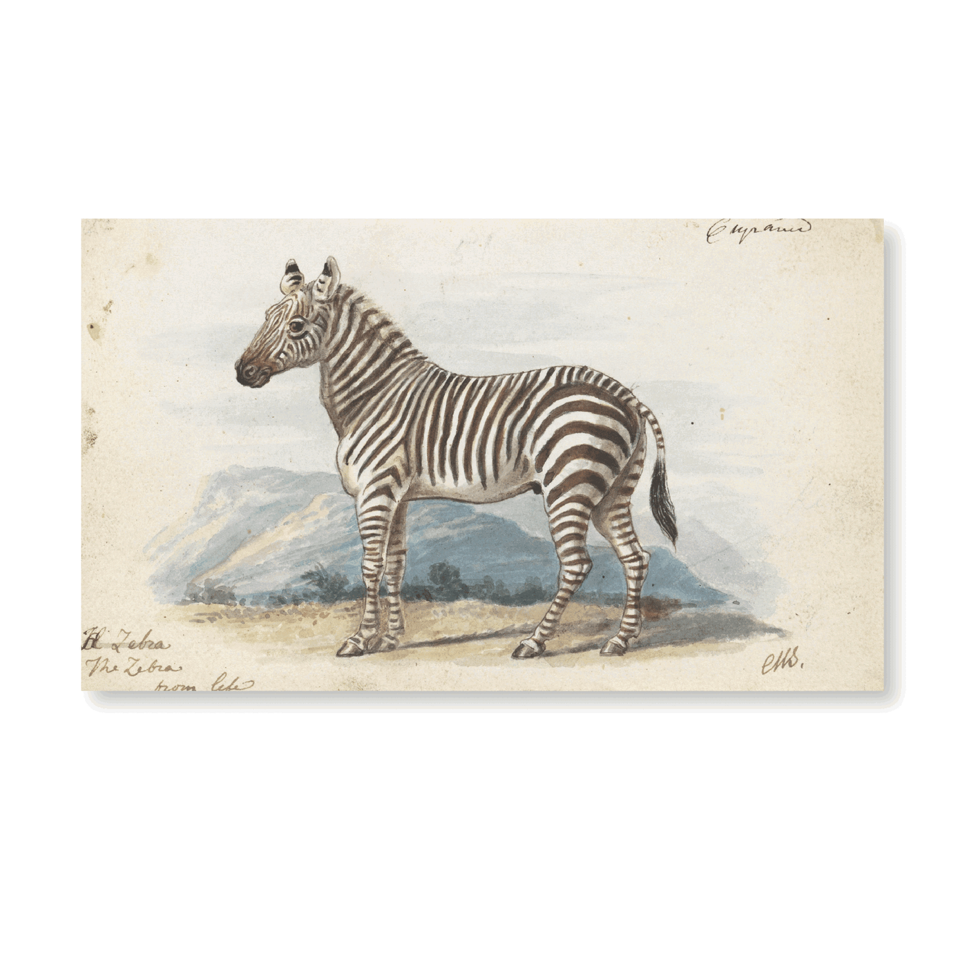 The Zebra (1837) - Jasper & Jute