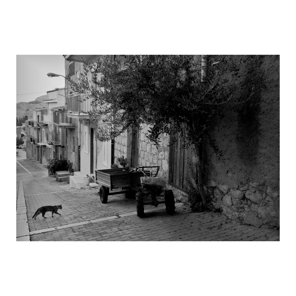 The Cat And Tractor