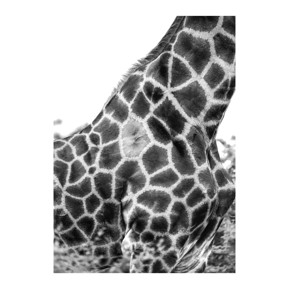 Super Safari III