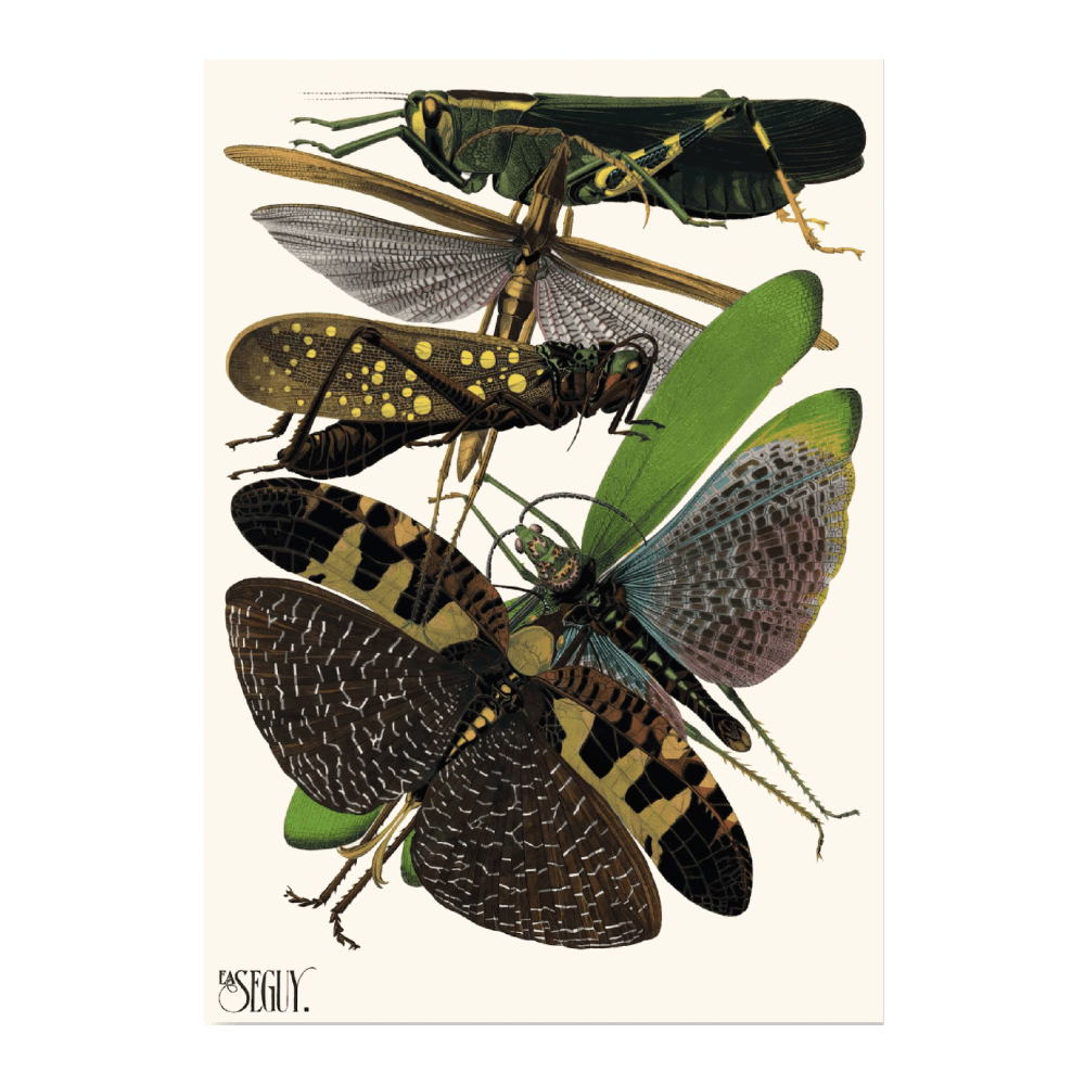 Insectes PI XIX(1929)