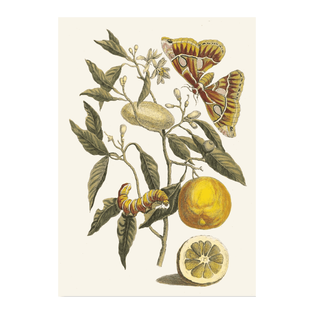 Lemon (1705)
