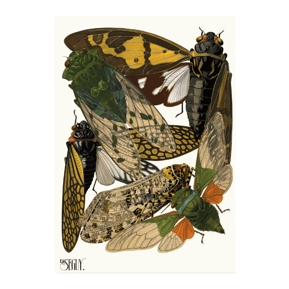 Insectes PI XII