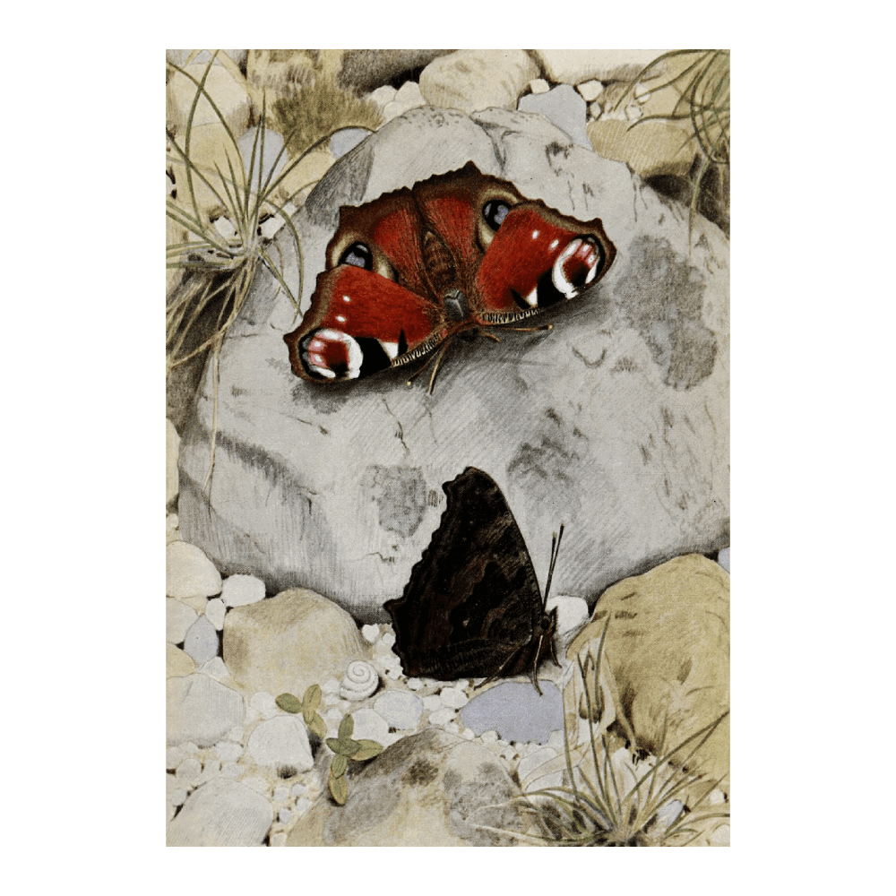 Le Paon-De-Jour (1934)