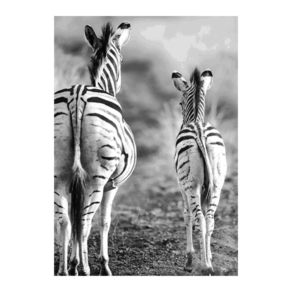 Striped Horse Back-Side