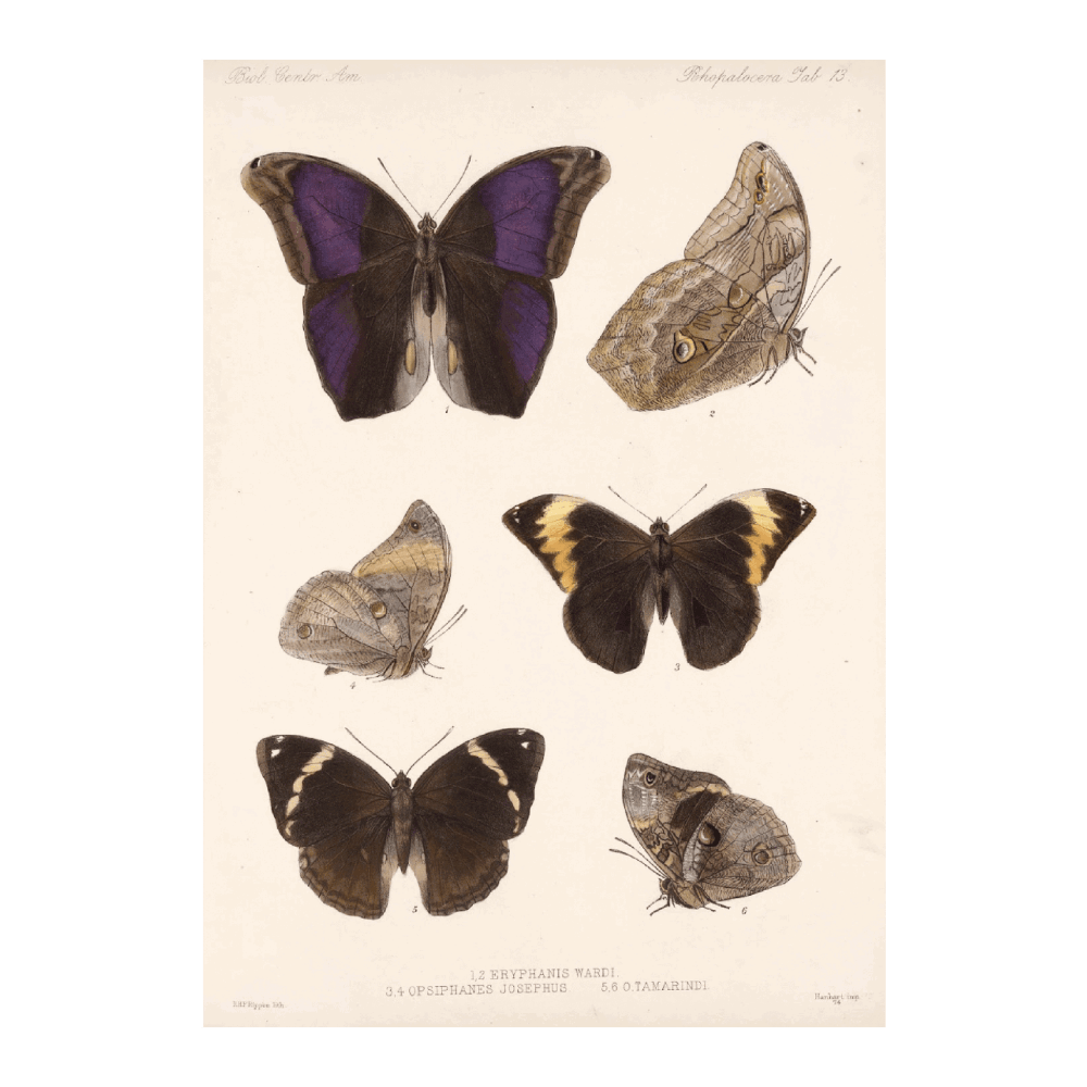 Insecta Lepidoptera-Rhopalocera PI XIII