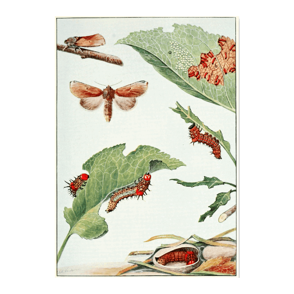 The Red-Humped Caterpillar