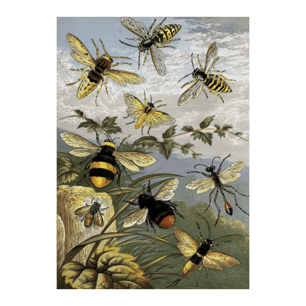 Hymenoptera (1877)