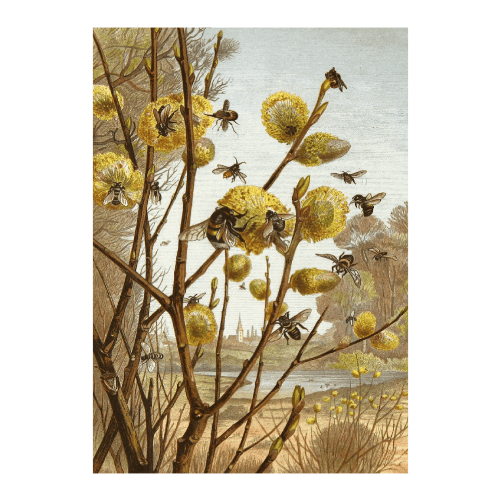 Die Insekten, Tausendfüssler Und Spinnen PI VII (1877)
