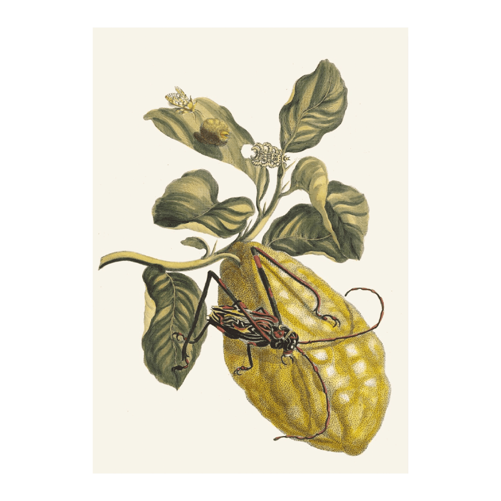 Citronier (1705)