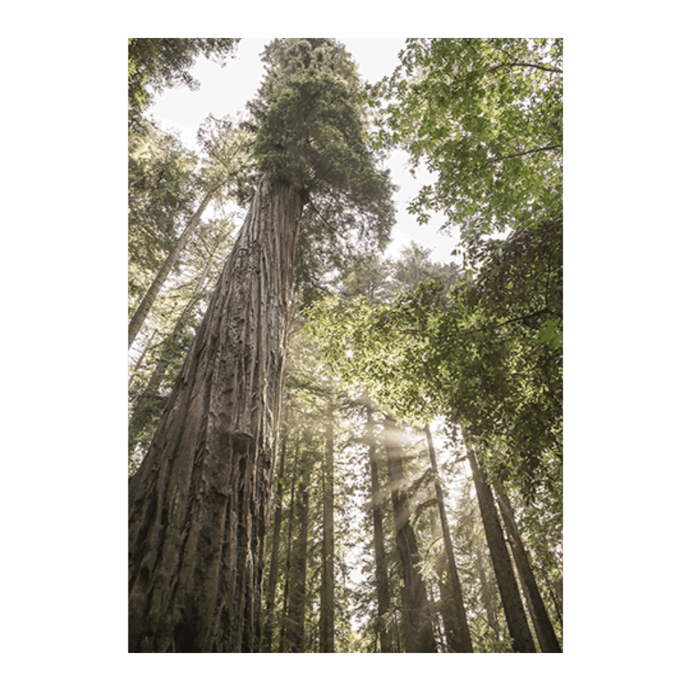 Redwoods