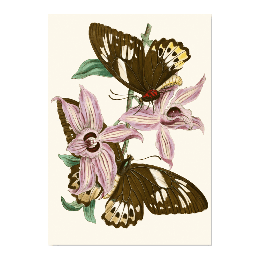 The Cabinet Of Oriental Entomology PI XV (1848)