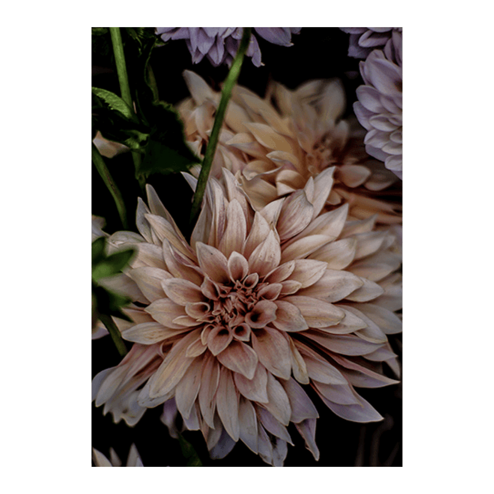 Queen of the Night