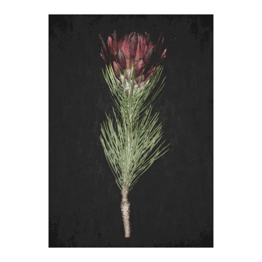Protea