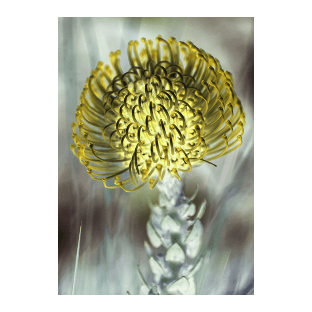Pincushion III