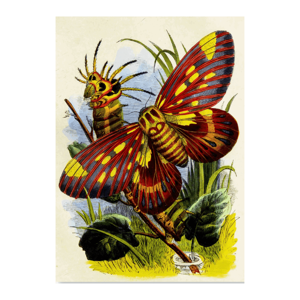The Butterfly Vivarium Or Insect Home PI XVII (1858)