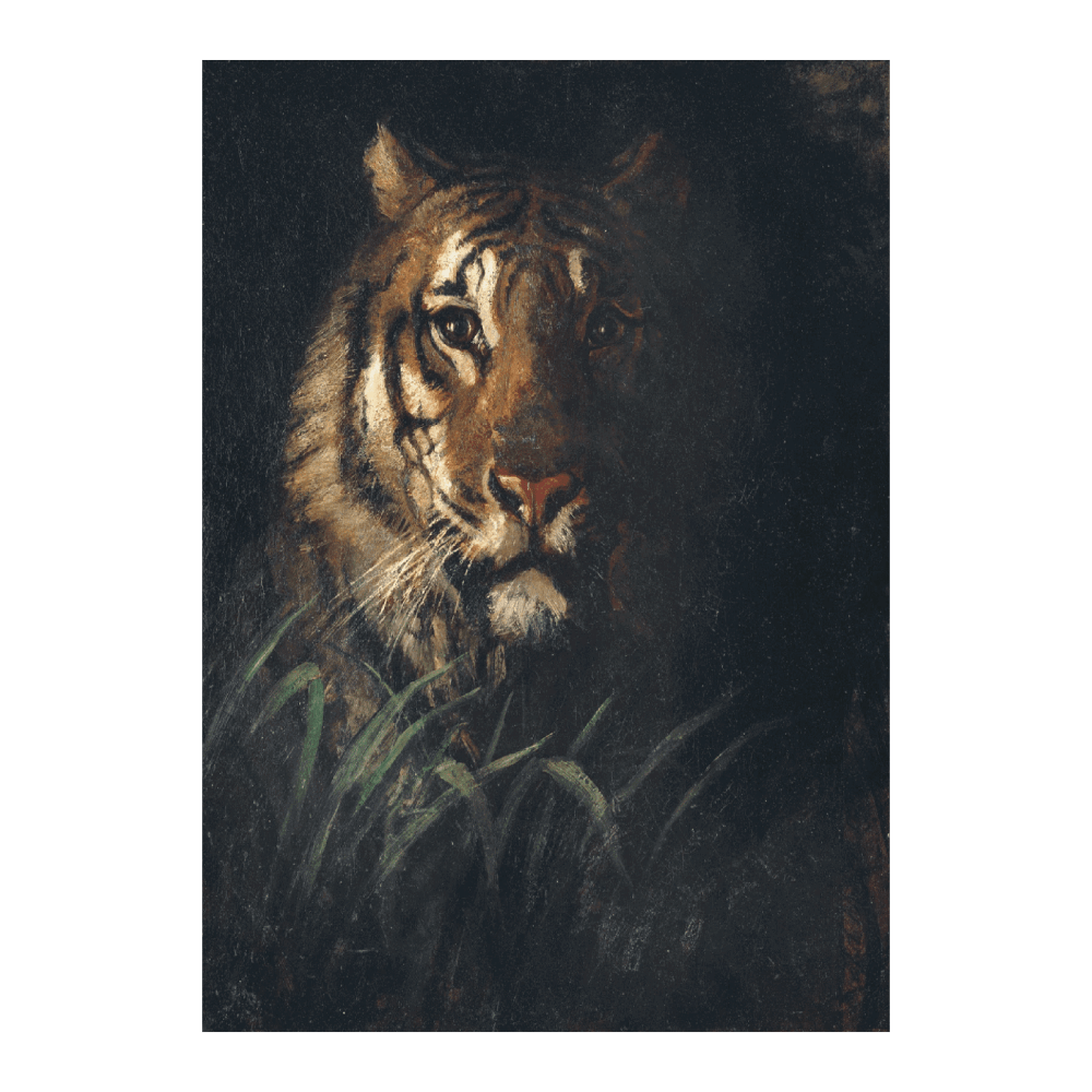 Tigers Head