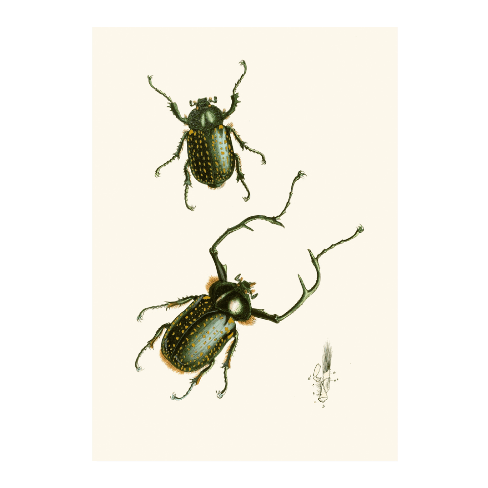 The Cabinet Of Oriental Entomology PI II (1848)