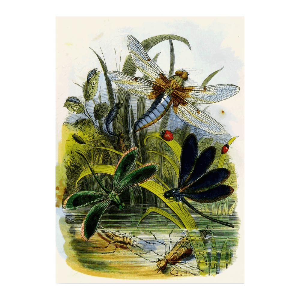 The Butterfly Vivarium Or Insect Home PI V (1858)