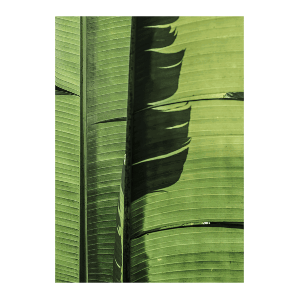Tropical Dance