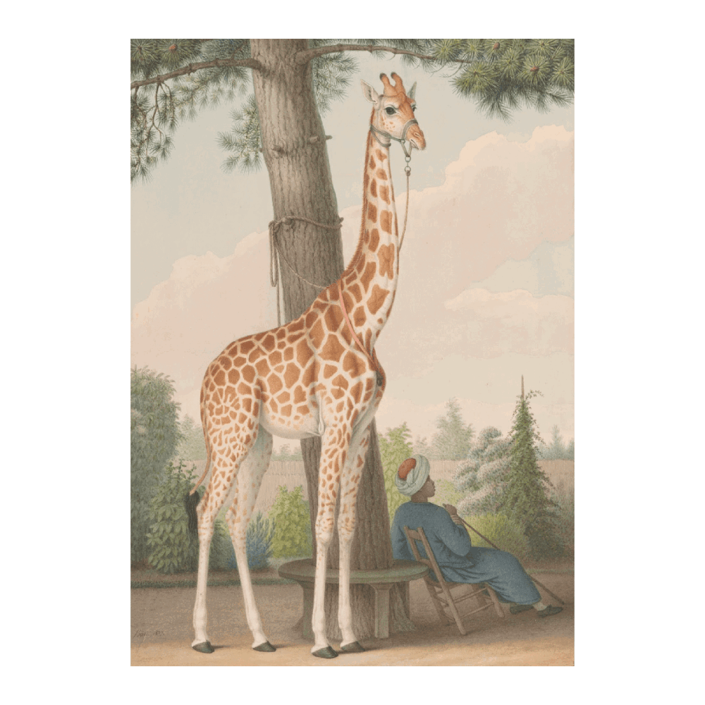 Study Of The Giraffe Given To Charles X By The Viceroy Of Egypt (1827)