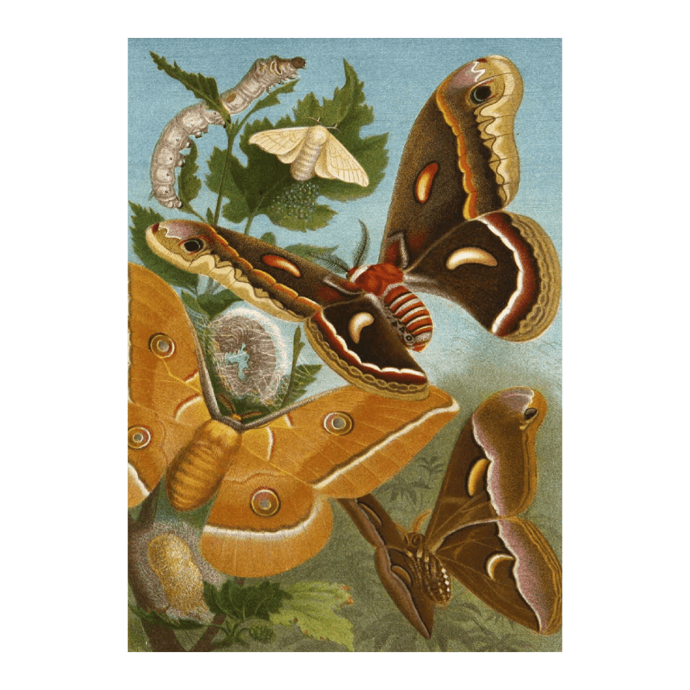Die Insekten Tausendfüssler Und Spinnen PI XI (1877)