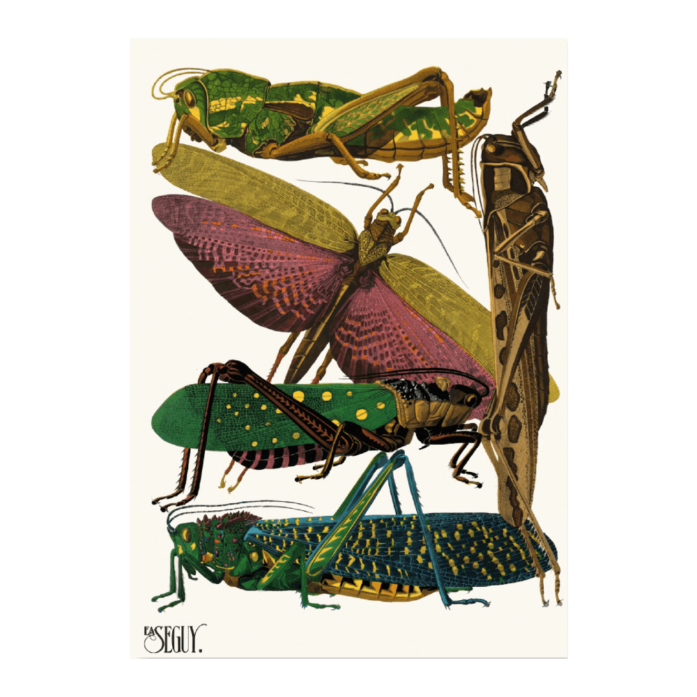 Insectes PI XVIII (1929)