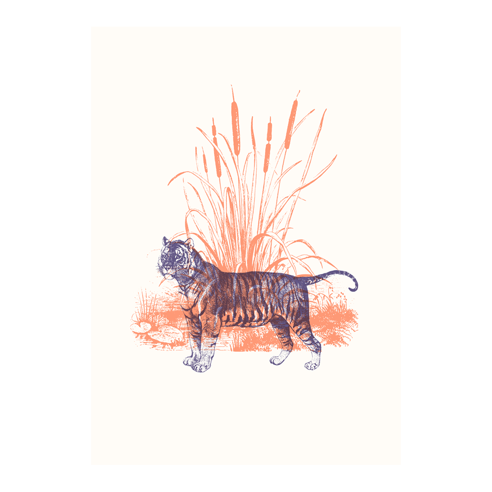 Tigers VII