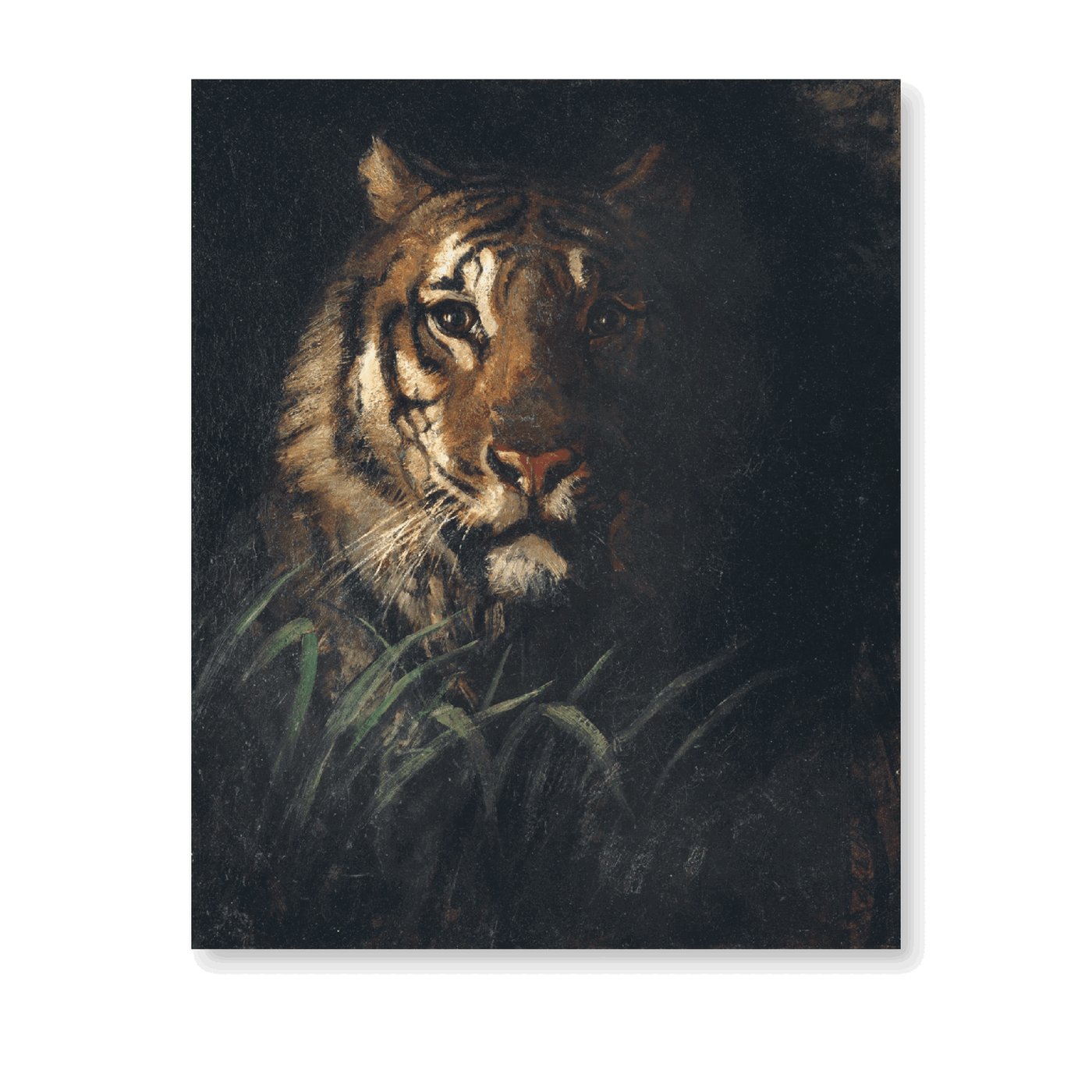 Tigers Head - Jasper & Jute