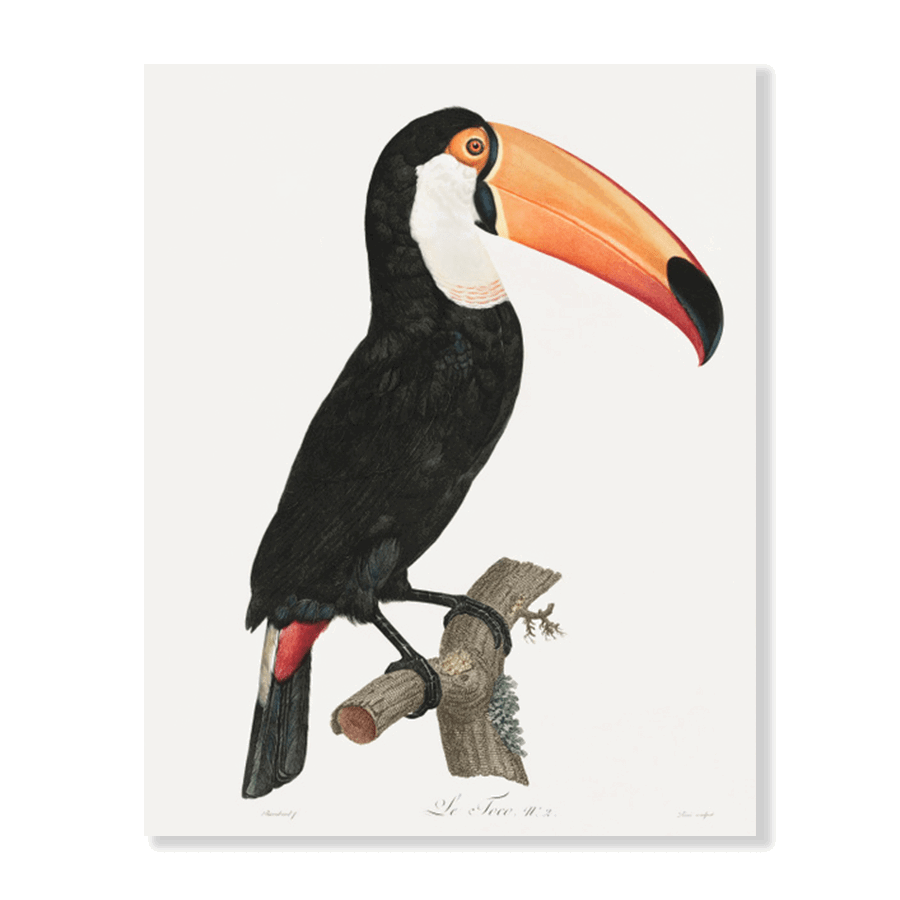 Toco Toucan - Jasper & Jute